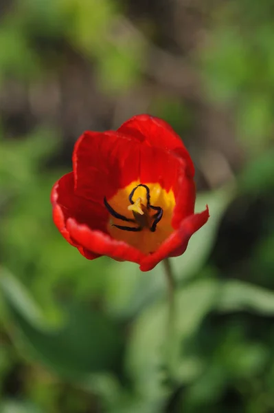 Primer Plano Del Brote Flor Tulipán — Foto de Stock