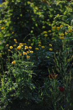 Globeflowers yeşil flowerbed üzerinde