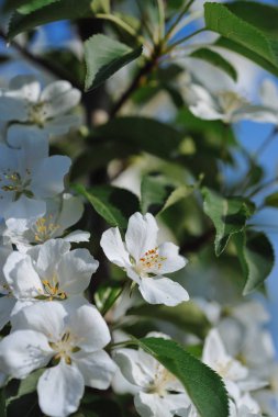 Elma ağaçlarının çiçeklenme. Yakın çekim.