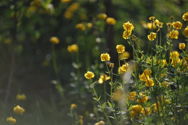 Globeflowers 绿色花坛 — 图库照片