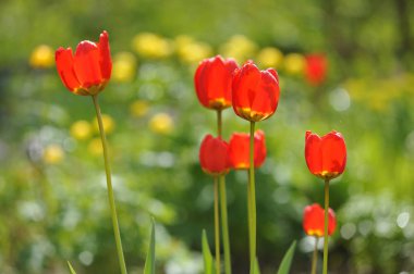 Lale flowerbed arkadan aydınlatmalı ışığında üzerinde