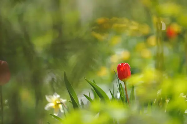 Tulipas Canteiro Flores Luz Dia Retroiluminado — Fotografia de Stock