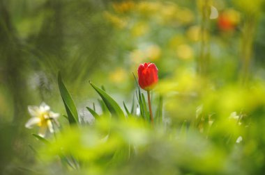 Lale flowerbed arkadan aydınlatmalı ışığında üzerinde