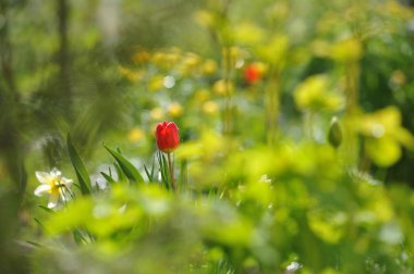 Lale flowerbed arkadan aydınlatmalı ışığında üzerinde