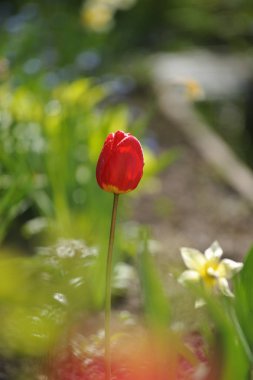 Lale flowerbed arkadan aydınlatmalı ışığında üzerinde