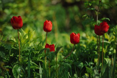 Doğrudan ışığında flowerbed üzerinde kırmızı lale