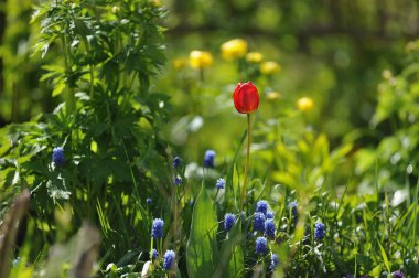 Lale flowerbed arkadan aydınlatmalı ışığında üzerinde