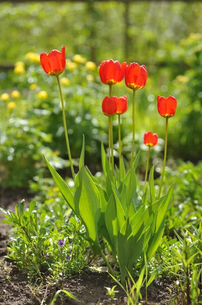 Lale flowerbed arkadan aydınlatmalı ışığında üzerinde