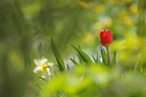 Tulipas Canteiro Flores Luz Dia Retroiluminado — Fotografia de Stock