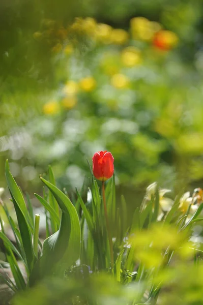 Tulipas Canteiro Flores Luz Dia Retroiluminado — Fotografia de Stock