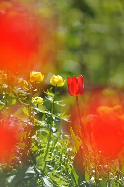 Lale flowerbed arkadan aydınlatmalı ışığında üzerinde