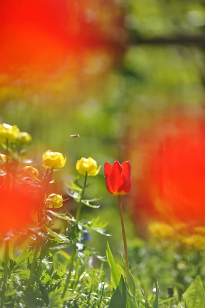 バックライト日光の下で花壇のチューリップ — ストック写真
