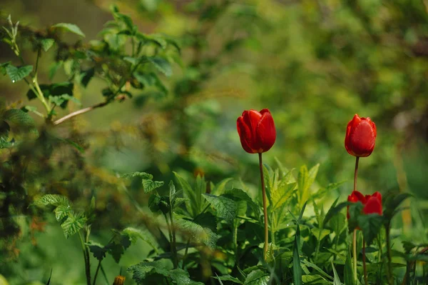 Doğrudan ışığında flowerbed üzerinde kırmızı lale