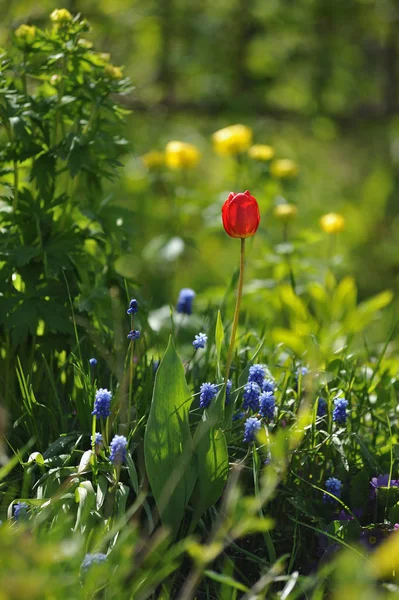 Lale flowerbed arkadan aydınlatmalı ışığında üzerinde
