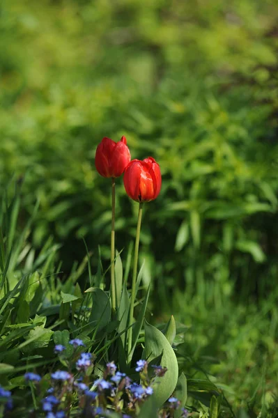 Doğrudan ışığında flowerbed üzerinde kırmızı lale