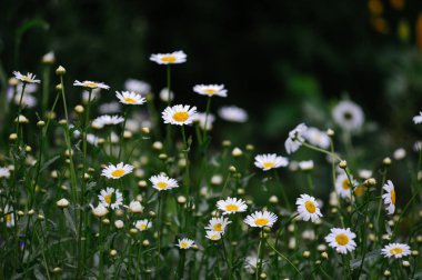 Papatya çiçek yatak yakın çekim.