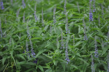 Akşamları güneş tarafından Veronica çiçekler.