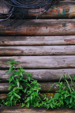 Eski ahşap duvar zemin üzerine yeşil çim yakın çekim