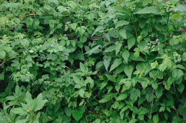 Eski bahçe yeşil ot ve çalılar ile büyümüş