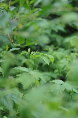 Eski bahçe yeşil ot ve çalılar ile büyümüş