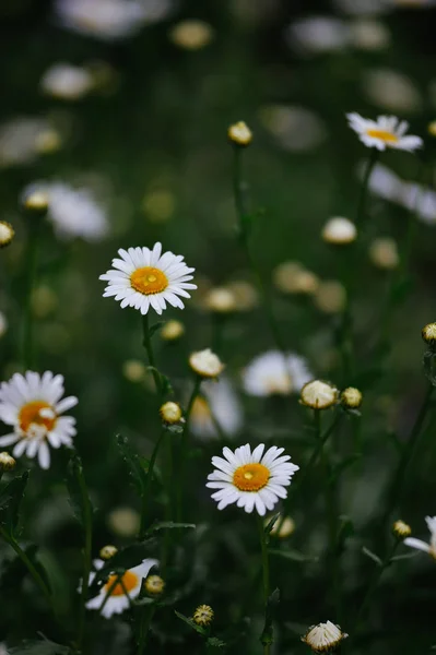 ヒナギクの花のベッドのクローズ アップ — ストック写真