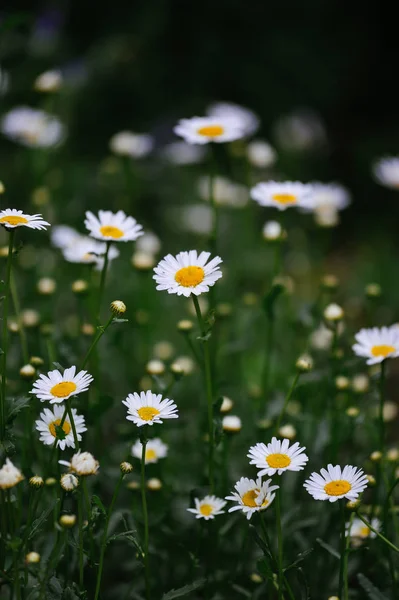 ヒナギクの花のベッドのクローズ アップ — ストック写真