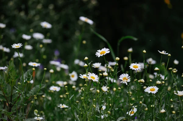 ヒナギクの花のベッドのクローズ アップ — ストック写真