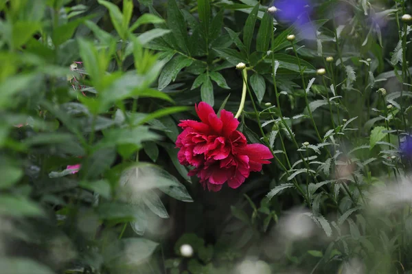 Peonia Con Petali Cadenti Aiuola Verde — Foto Stock