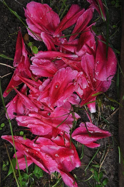 Fallen Peony Petals Close Flower Bed — Stock Photo, Image