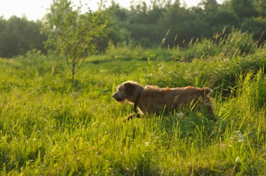 Golden köpek çim üzerinde sabah erken çalışan.