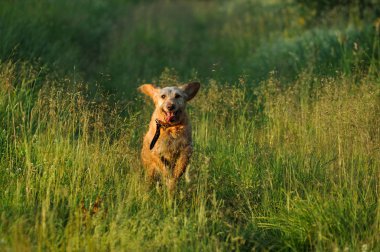 Golden köpek çim üzerinde sabah erken çalışan.