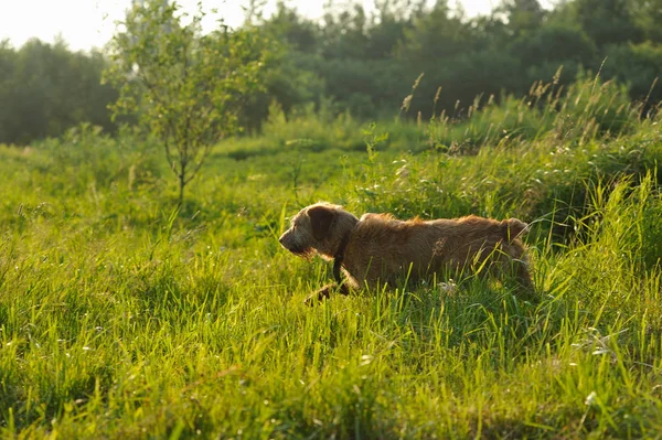 Gouden Hond Uitgevoerd Het Gras Vroege Ochtend — Stockfoto