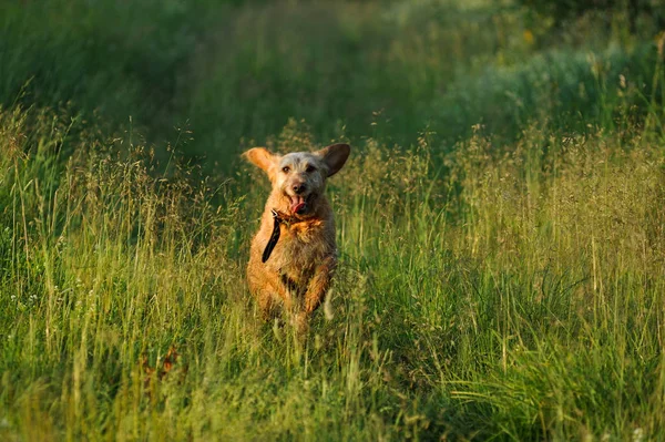 Χρυσός Σκύλος Τρέχει Στο Γρασίδι Νωρίς Πρωί — Φωτογραφία Αρχείου