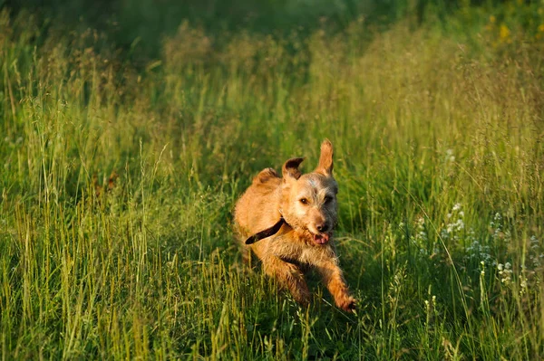 Goldener Hund Läuft Frühmorgens Über Das Gras — Stockfoto