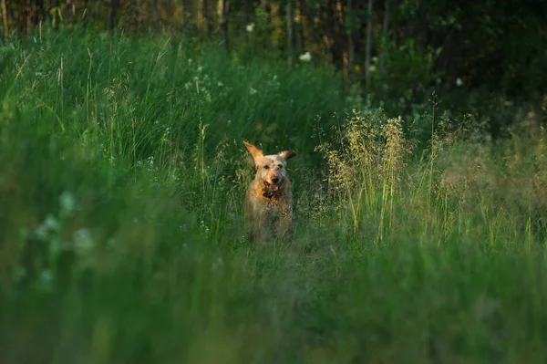 Gyllene Hunden Kör Gräset Tidigt Morgonen — Stockfoto