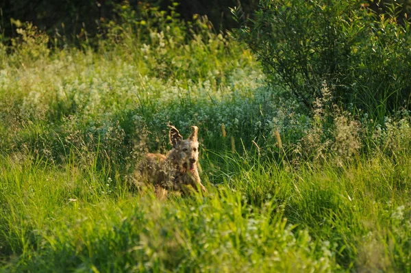 Perro Oro Corriendo Hierba Temprano Mañana — Foto de Stock