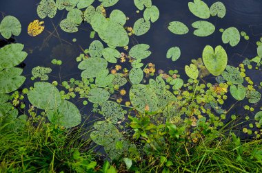 Orman Gölü yüzeyi arka kapatın