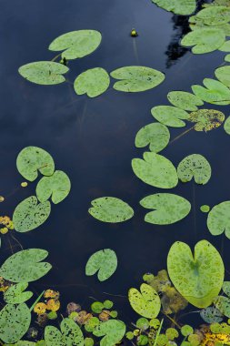 Orman Gölü yüzeyi arka kapatın