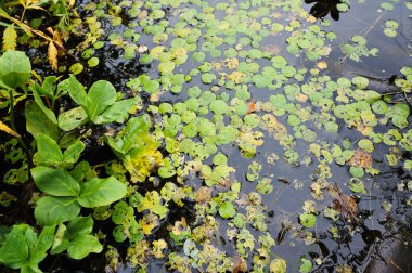 Orman Gölü yüzeyi arka kapatın