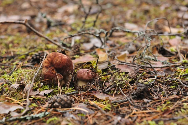 Cepe Svampar Skogen Närbild — Stockfoto