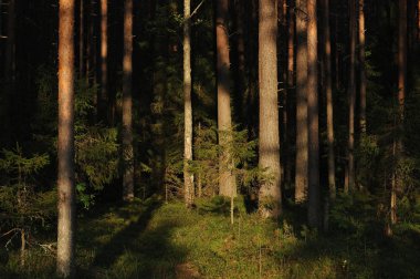 Manzara görünümü içinde orman tarafından akşam güneşi