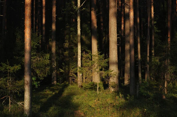 Manzara görünümü içinde orman tarafından akşam güneşi