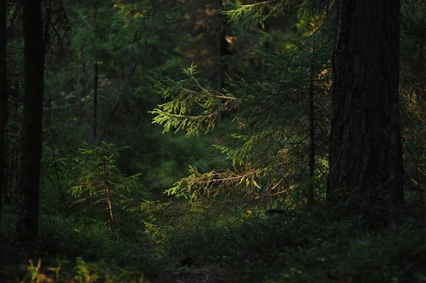 Táj Nézd Mélyen Erdőben Esti Nap Stock Kép