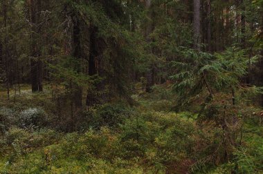 Sonbahar bir orman gölün kıyısında yakınındaki ormanda nefes