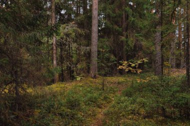 Sonbahar bir orman gölün kıyısında yakınındaki ormanda nefes