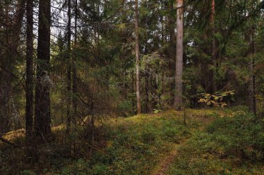 Sonbahar bir orman gölün kıyısında yakınındaki ormanda nefes