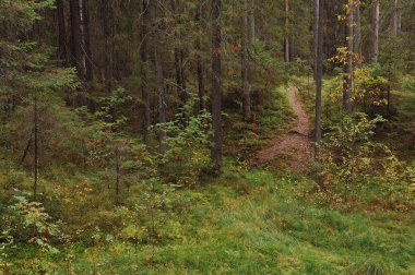 Sonbahar bir orman gölün kıyısında yakınındaki ormanda nefes
