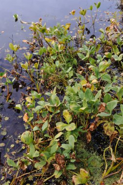 Orman Gölü yüzeyi arka kapatın