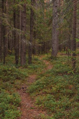 Sonbahar bir orman gölün kıyısında yakınındaki ormanda nefes