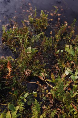 Orman Gölü yüzeyi arka kapatın